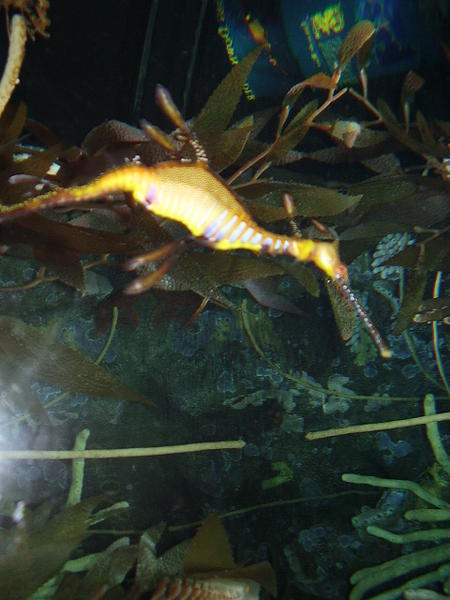 another sea dragon