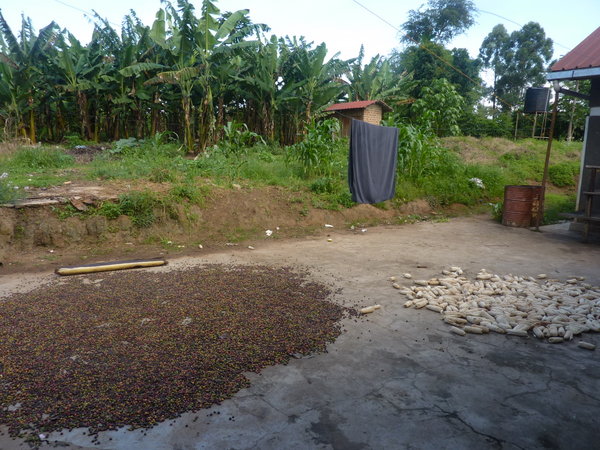 drying coffee and maize