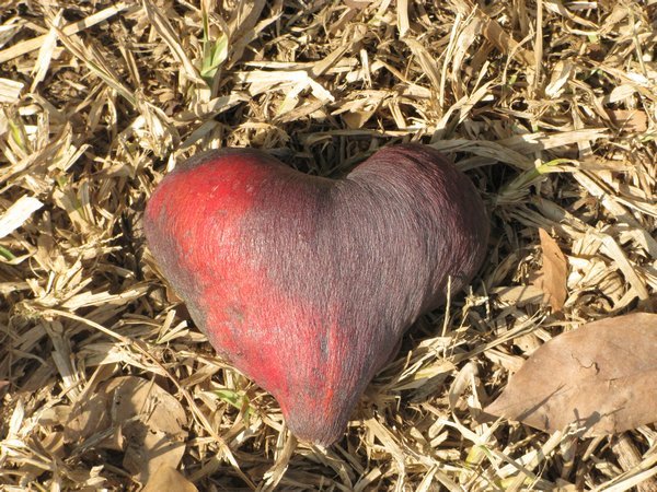 Heart shape Nut Shell(Hazel Sterculia)