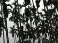 Areca Palm aka Pineng