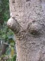 Tree with breasts