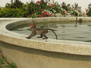 Wet Monkey after a dip in the pool