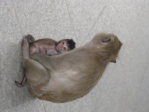 Baby Monkey clinging to its mother