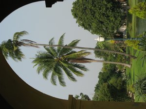Palm  trees