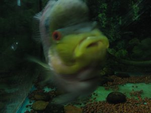 funny face Tropical fish