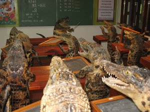 Aligator classroom