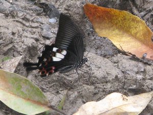 butterfly by the Waterfall