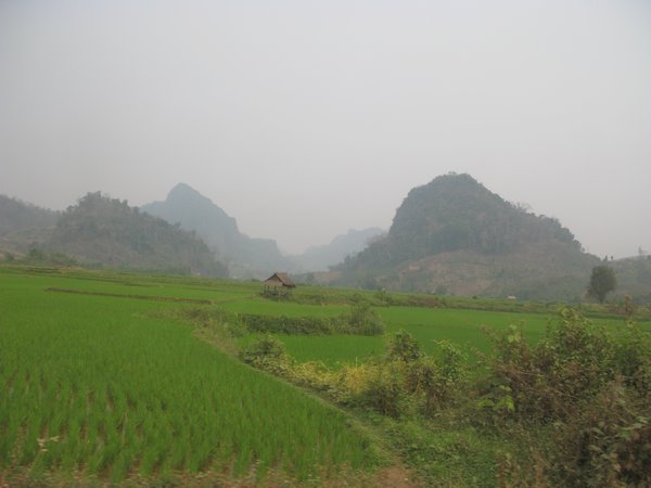 Rice paddy on way to Luarng Prabang