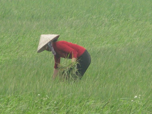 Working on Rice field