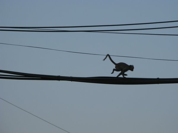 monkey on the Wire