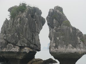 Cock fighting in Halong Bay