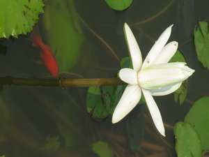 Lotus flower and gold fish