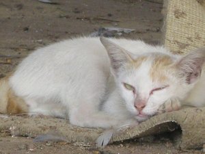 wild cat on the street of cambodia