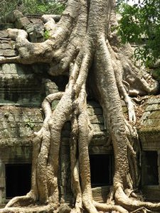 beautiful tree root overtaken the temple in Cambodia