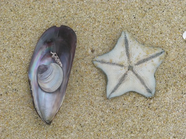 Star Fish on Abel Tasment Gold beach