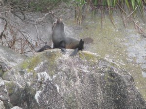 Seal on the Rock by the Abel Tasment coastal area