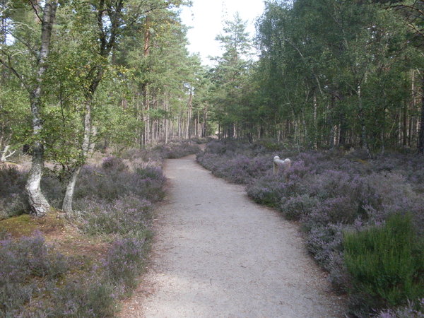 Cycle tracks in Culbin forest