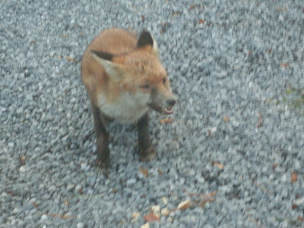 Cheeky fox