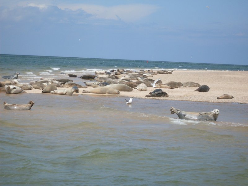 Seals sunbathing at Blakeney Point