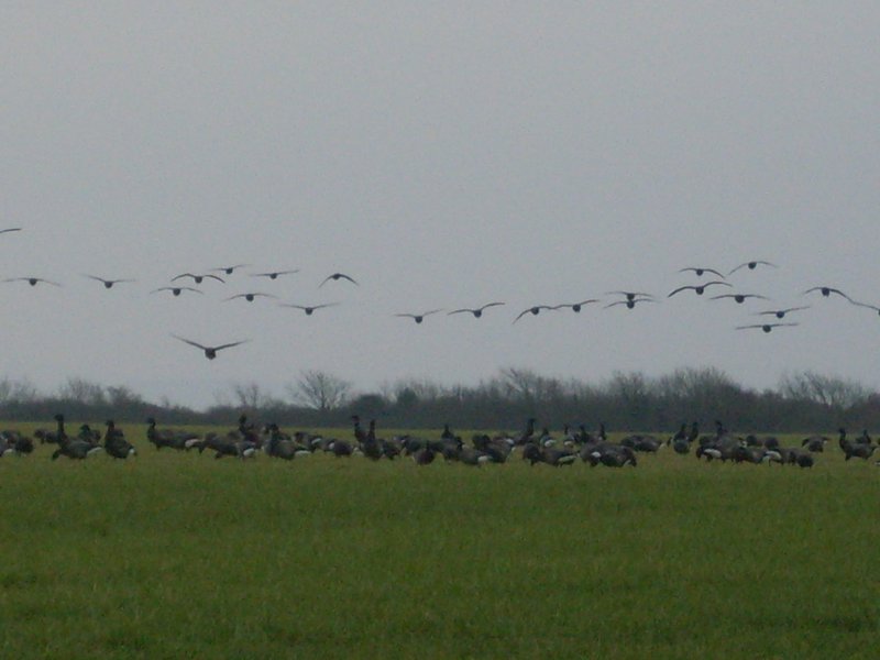 The geese think summers on its way