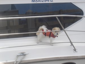 053Akaroa boat dog