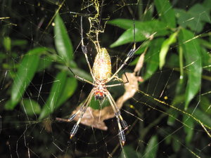 giant costarican spider