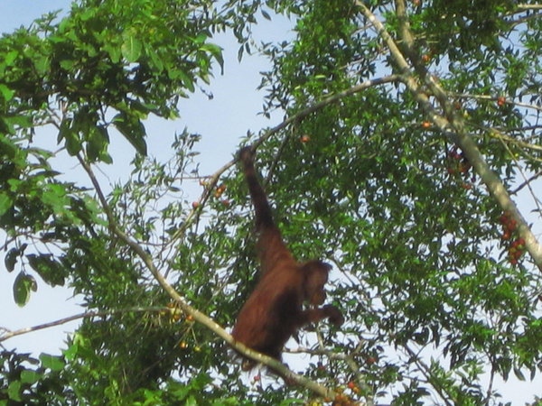 The Borneo Jungle