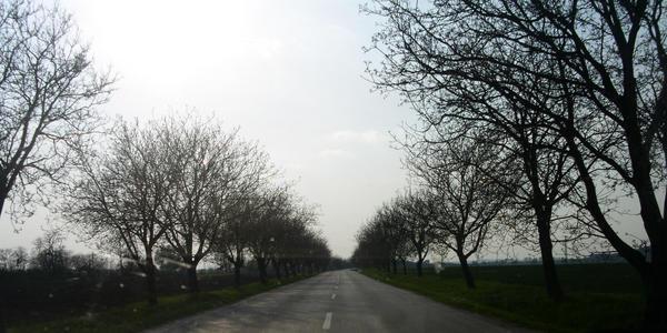 Tree Lined Roads