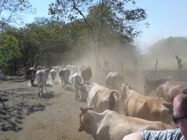 cattle in the road to the volcano