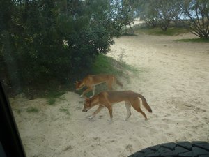 Dingoes- Fraser Island
