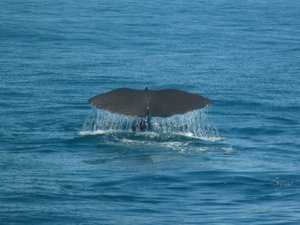 Kaikoura- Whale watching