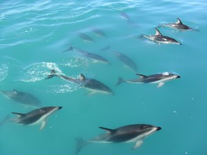 Kaikoura- Dolphins