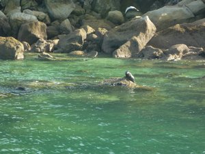 Seals- Abel Tasman