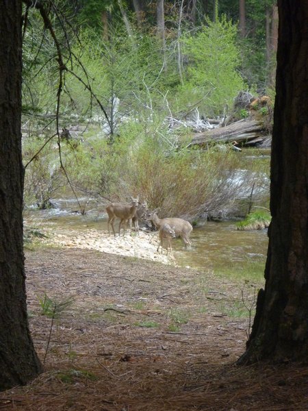 Deer at Mirror Lakes