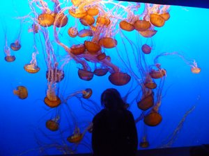 Jellyfish-Monterey Aquarium