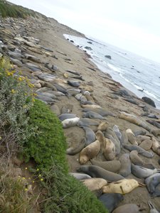 Seal Colony- The Big Sur