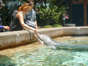 Feeding the dolphins- Sea World