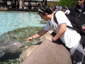 Dolphins feeding- Sea World