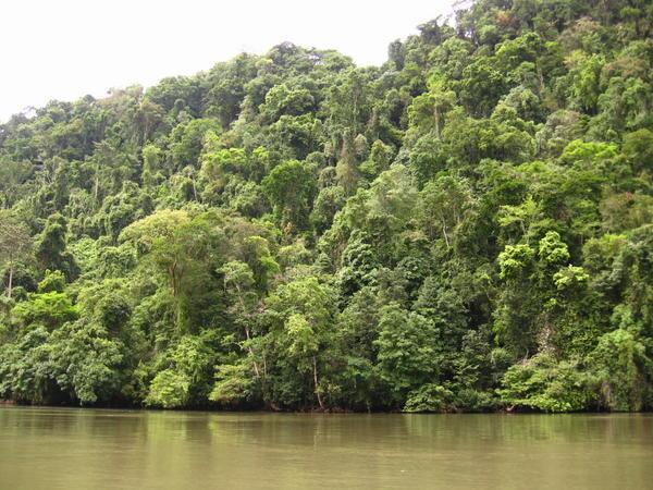Crazy, dense rainforest...