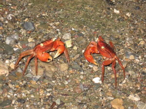 Rainforest crabs...