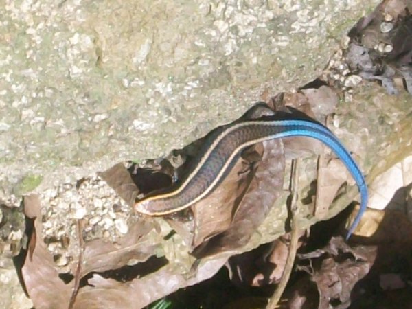 Blue-tailed lizard