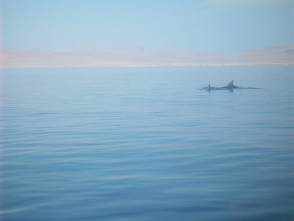 Dolphins in Paracas Bay
