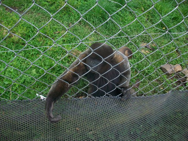 Sad-looking monkey