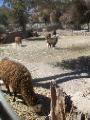 Llamas in the Pulcara