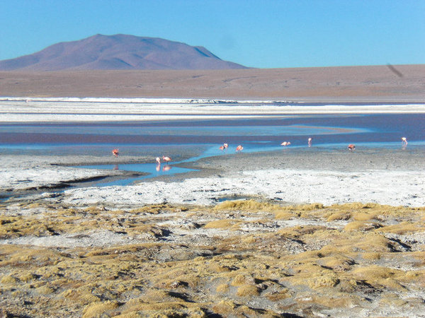 Laguna Colorada and flamingoes