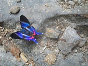 One of the many colourful butterflies