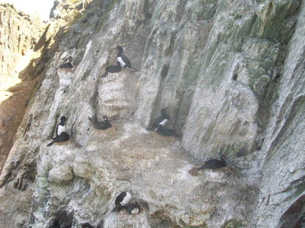 Cormorant colony on H Island