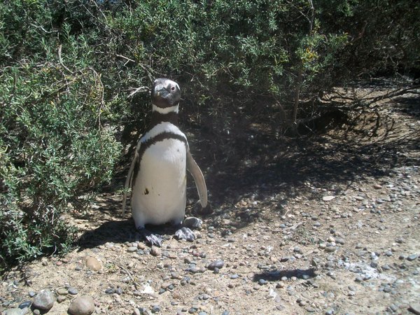 Punto Tombo Penguin colony