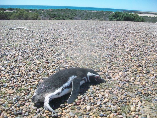 Tired after a long swim...