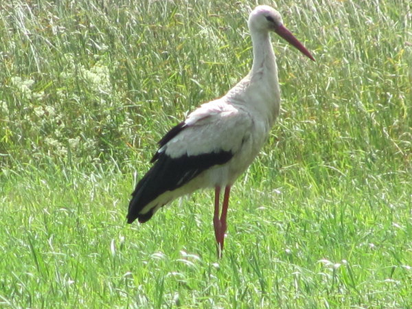 A stork at Siaulai